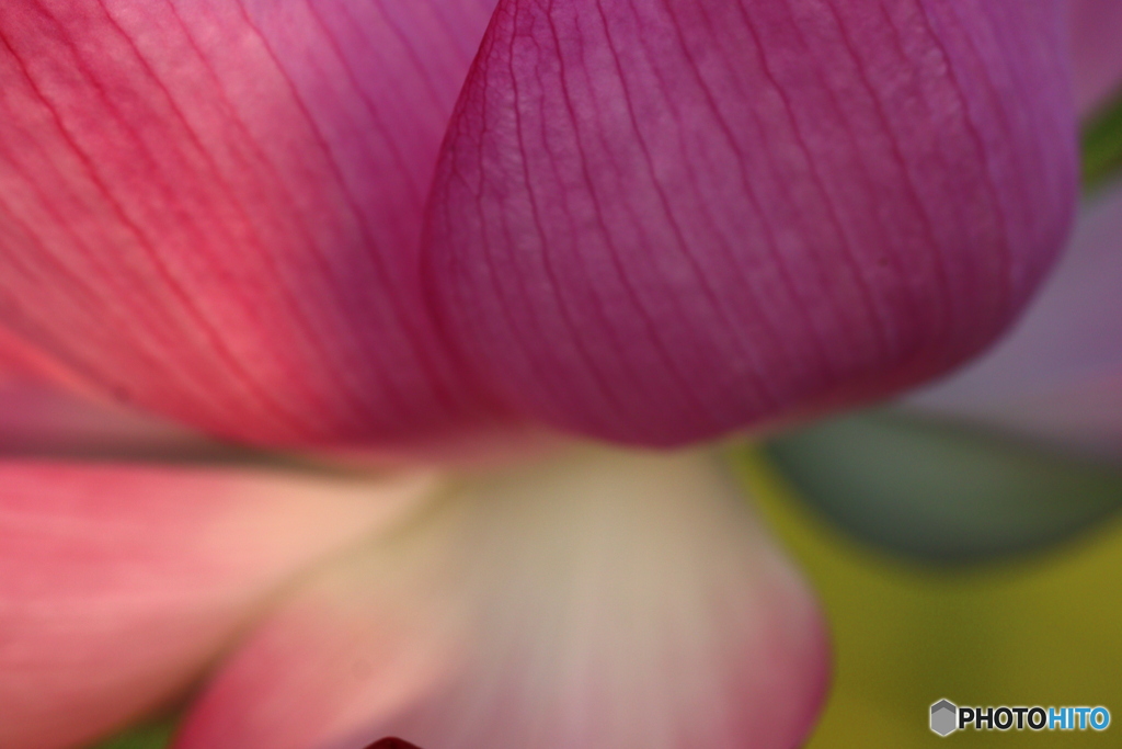 Lotus Flower 3