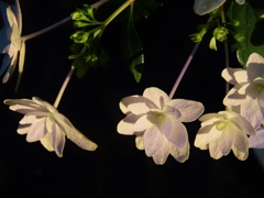 八重咲紫陽花　２