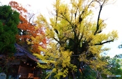 樹齢１２００年の老銀杏　２