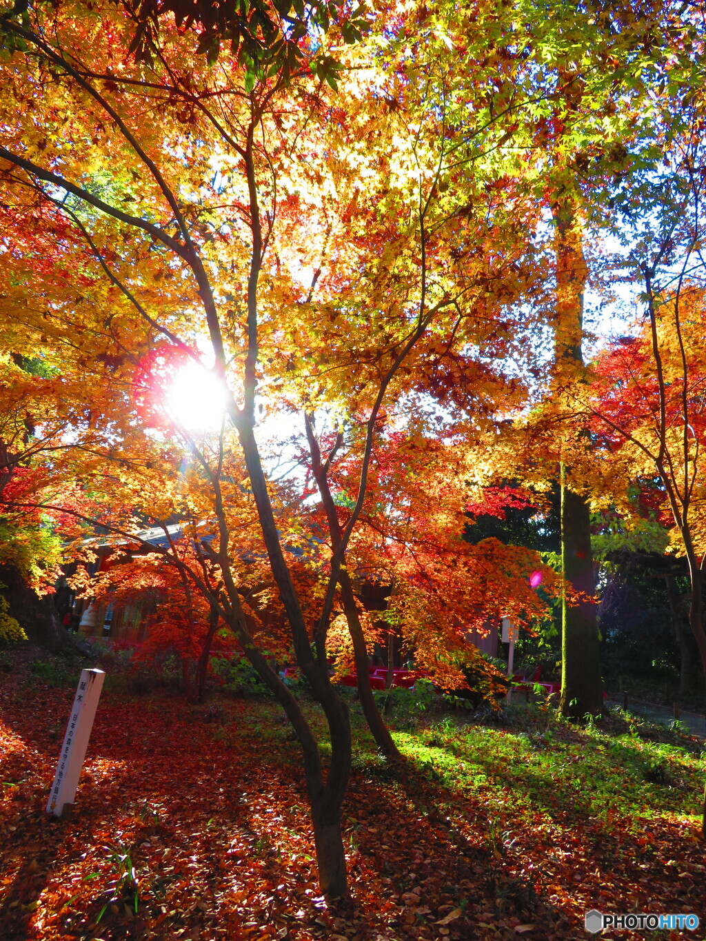 下鴨神社　糺（ただす）の森でー１