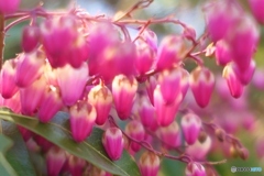 馬酔木（アセビ）