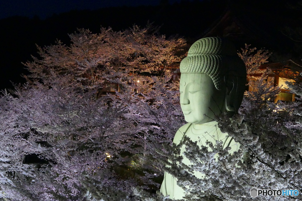 桜大仏ー３ライトアップ