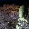 桜大仏ー３ライトアップ