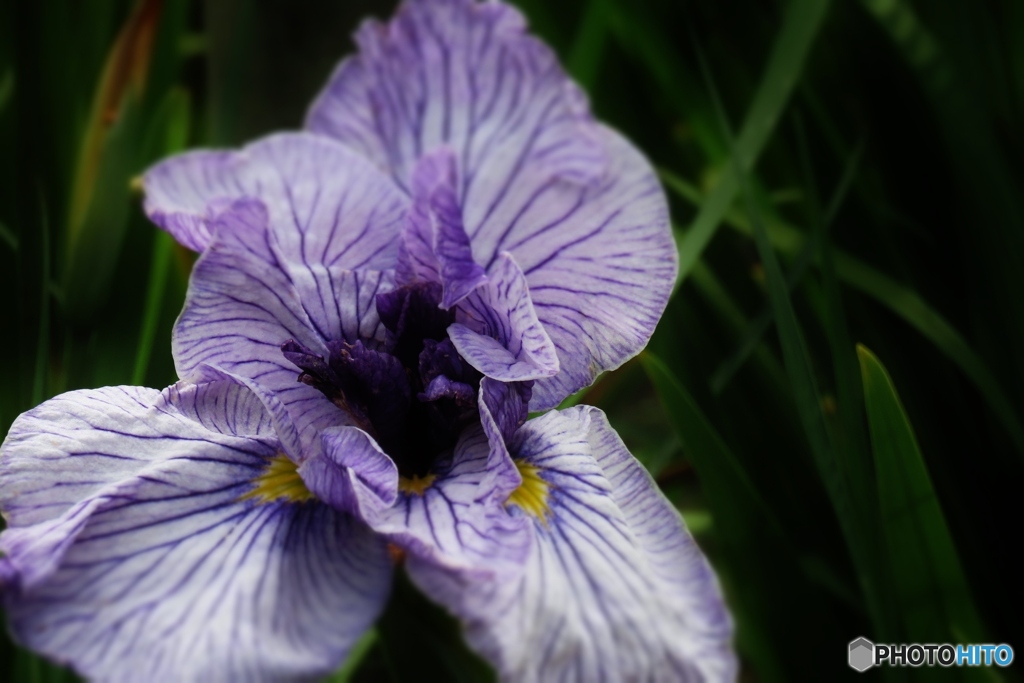 花菖蒲園からー７