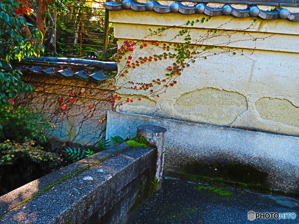 依水園ー６　蔦這う土塀