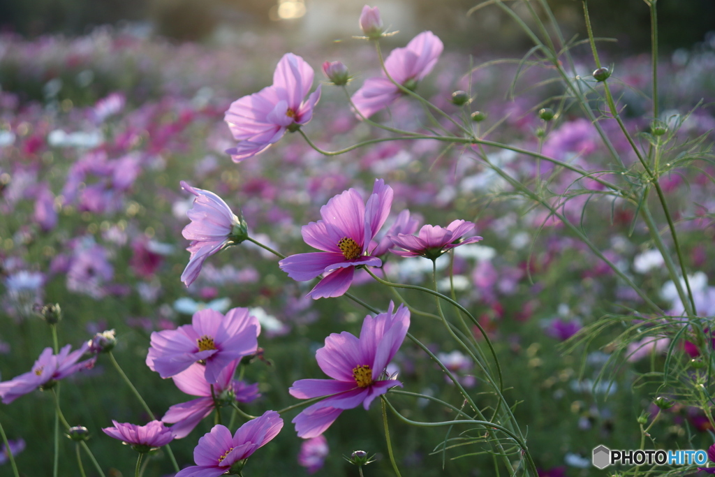 夕暮れの秋桜