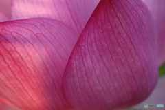 Lotus Flower 2