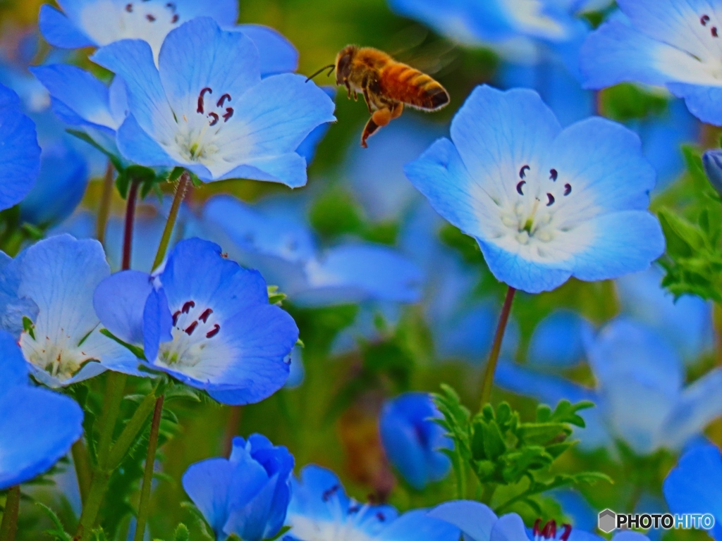 どの花にしようかな？