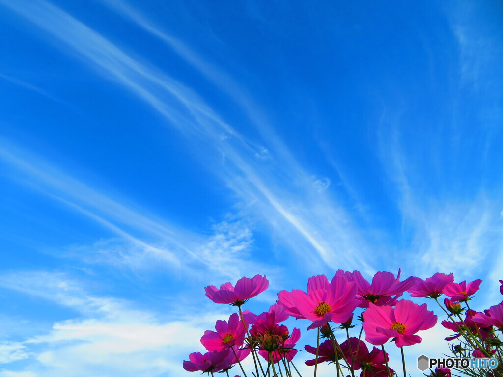 青空と雲と秋桜とー１