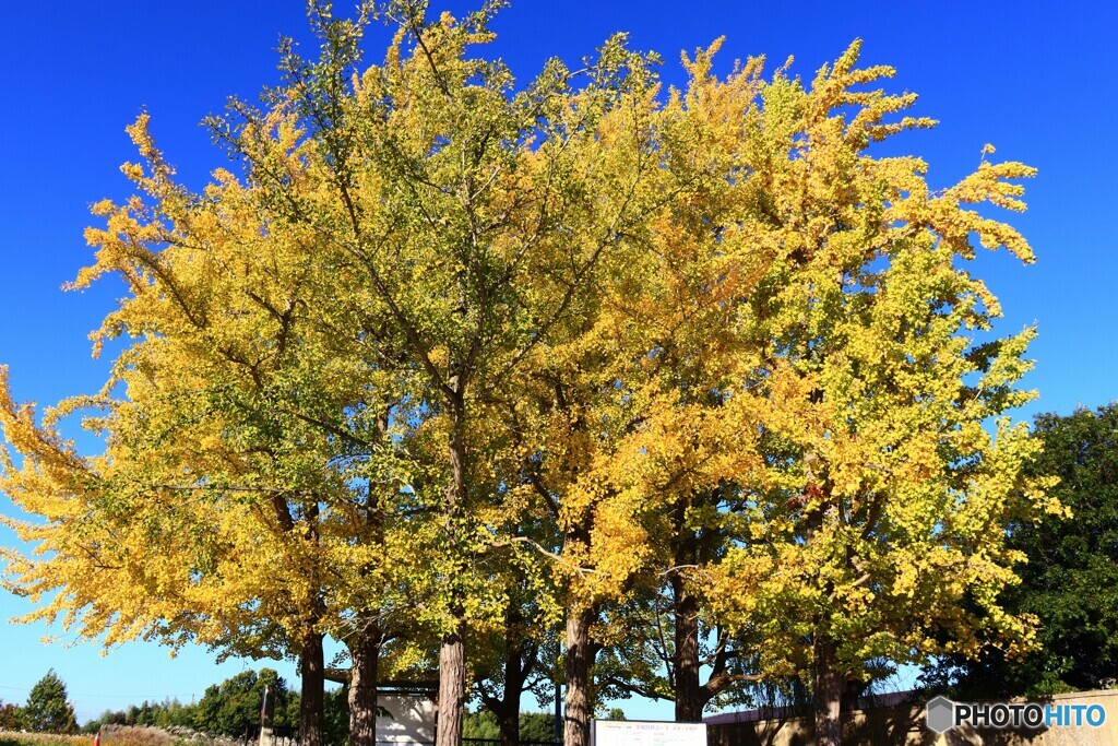 平城宮跡の大イチョウ