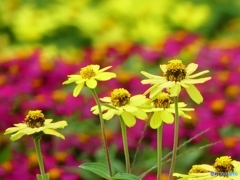 お花畑ー３