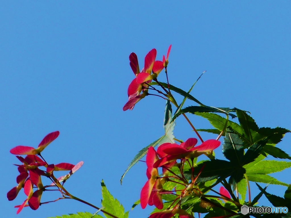 モミジの花ー２  訂正版  モミジの実でした