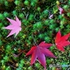 吉城園の落葉