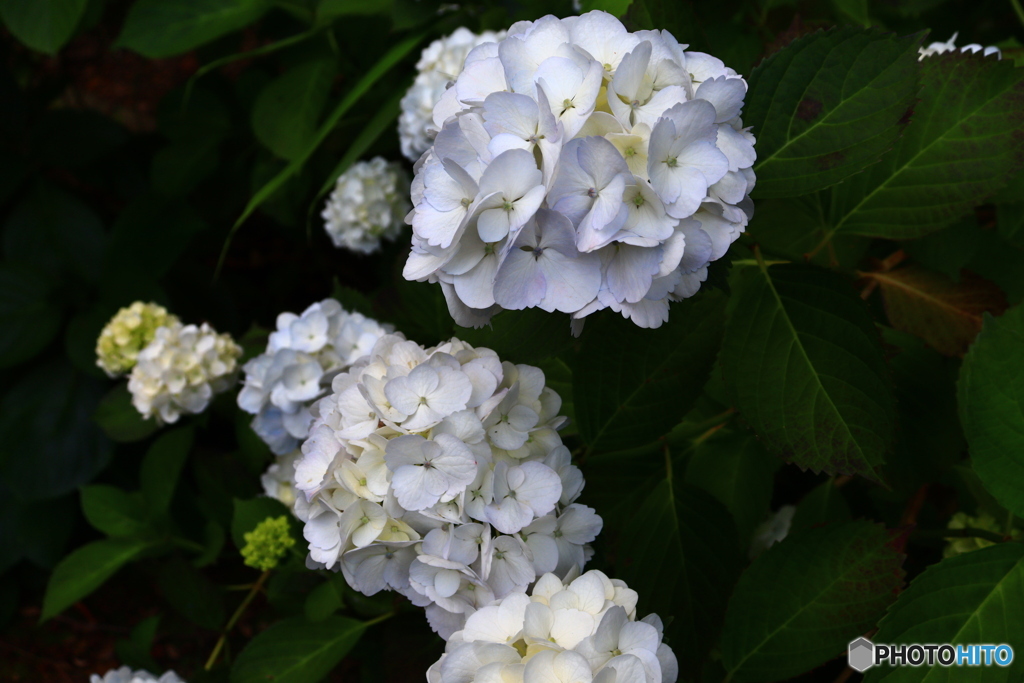 長弓寺の紫陽花　１