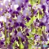萬葉植物園の藤ー１