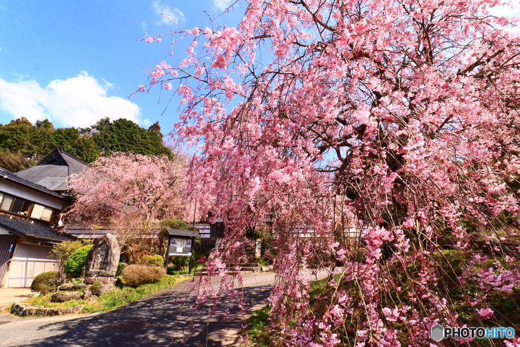 西念寺の枝垂れ桜  8