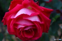 冬の薔薇ー２