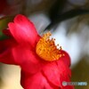 平城宮跡の山茶花ー３