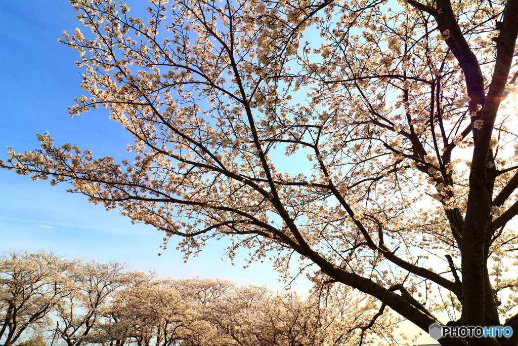 藤原宮跡の桜