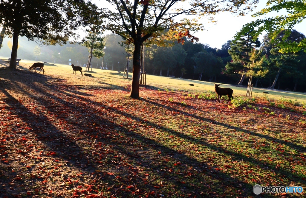 奈良公園の朝　７