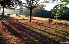 奈良公園の朝　７