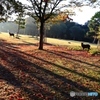 奈良公園の朝　７