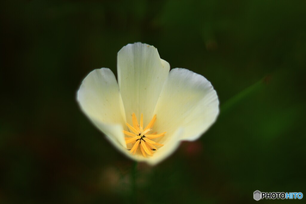 花菱草　白