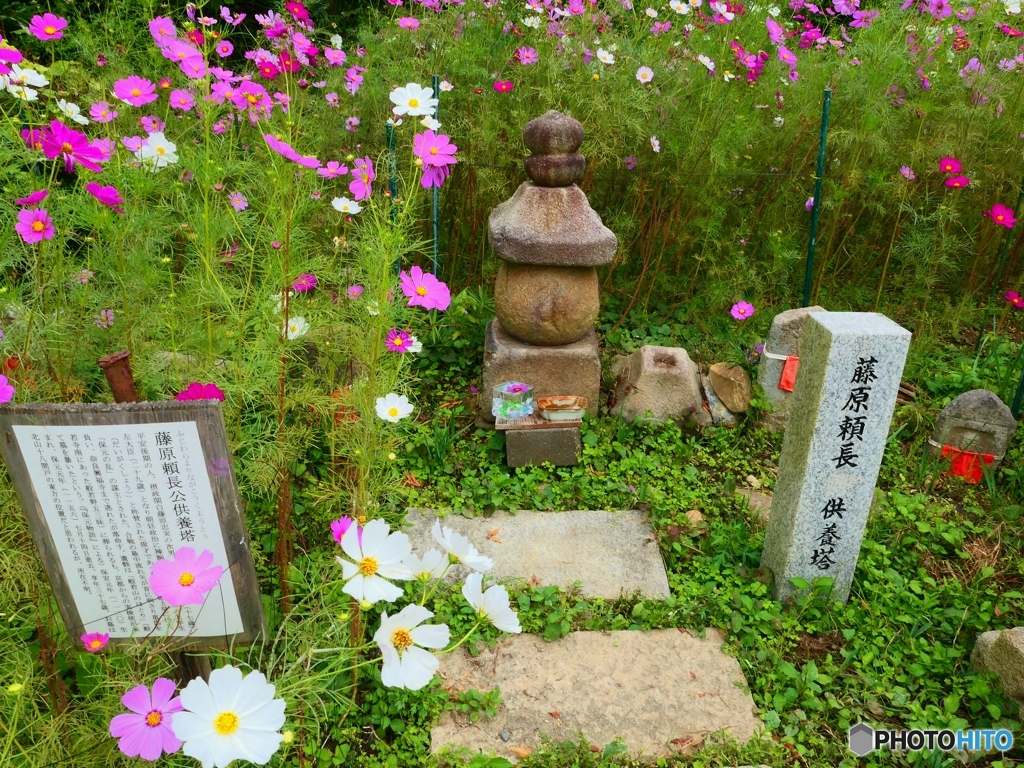 コスモス寺でー１６　頼長供養塔
