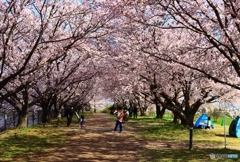 桜のアーチの下で