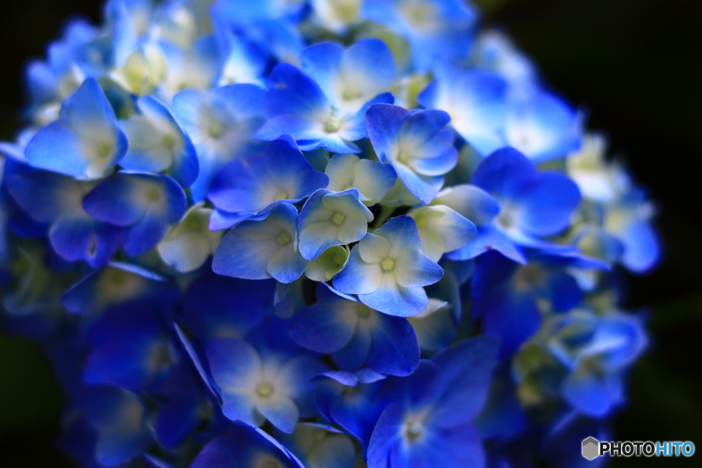 紫陽花の季節に・・・　２