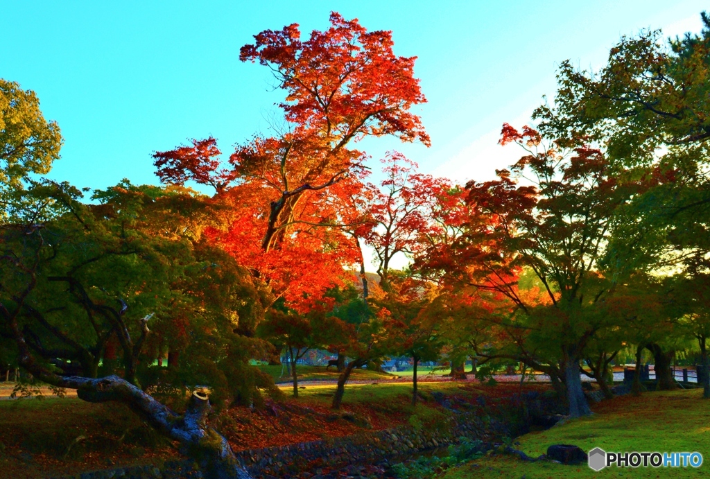 奈良公園の朝　４