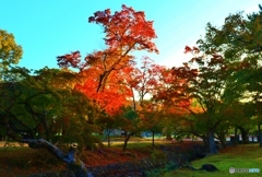 奈良公園の朝　４
