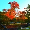 奈良公園の朝　４