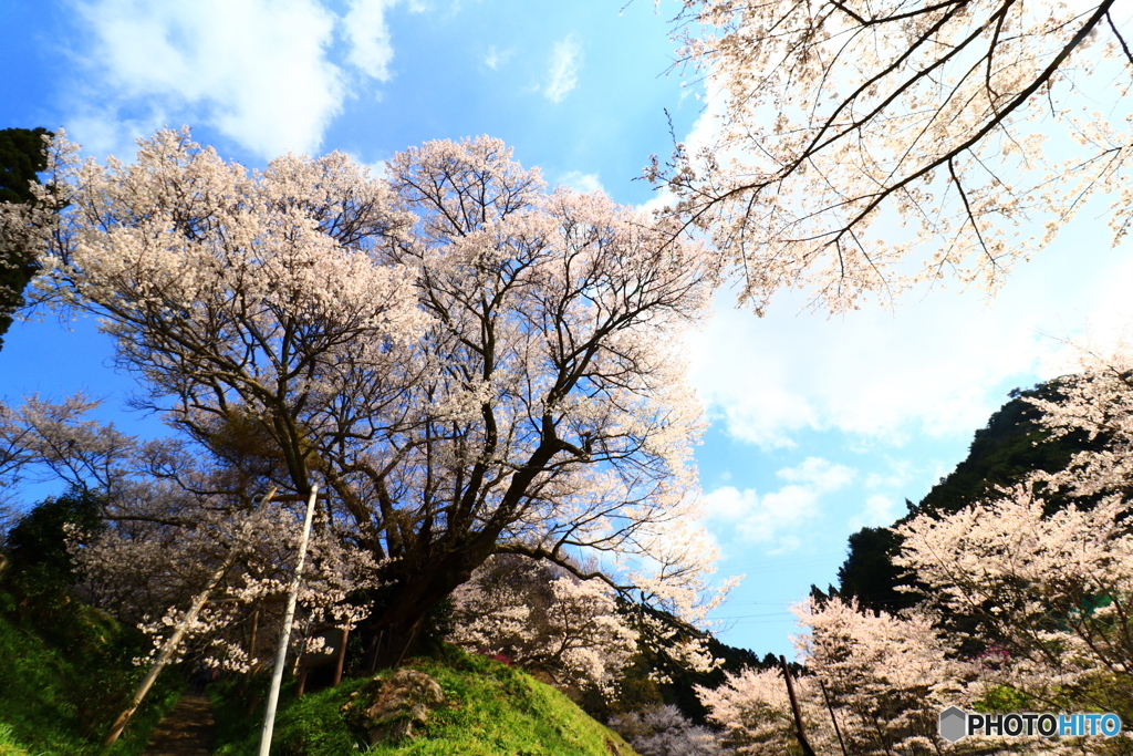 佛隆寺の千年桜