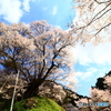 佛隆寺の千年桜