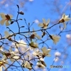 辛夷の春