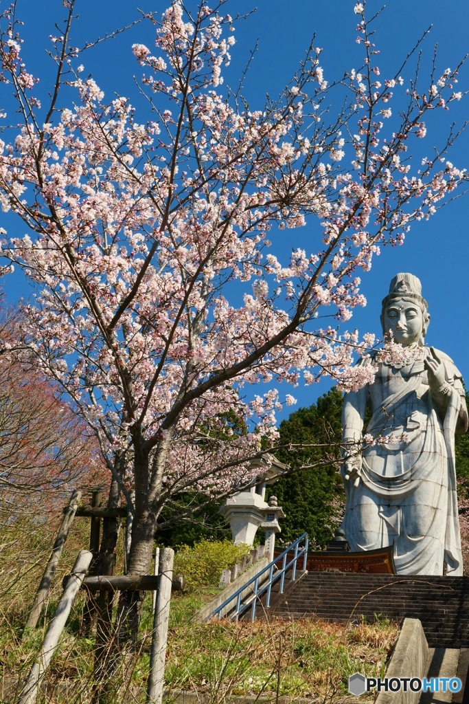 壷阪寺の桜ー１　天竺渡来大観音石像