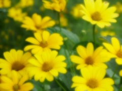 黄色の花の風景
