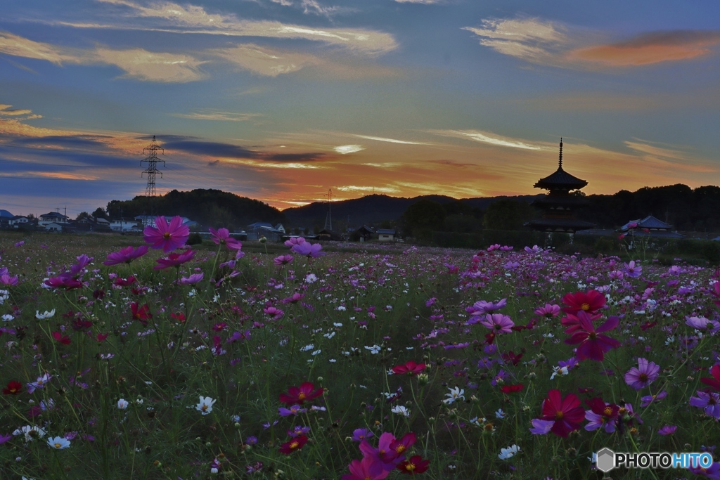 斑鳩の夕暮れー２