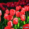 チューリップフェアー５