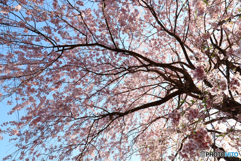 大野寺の枝垂桜ー２