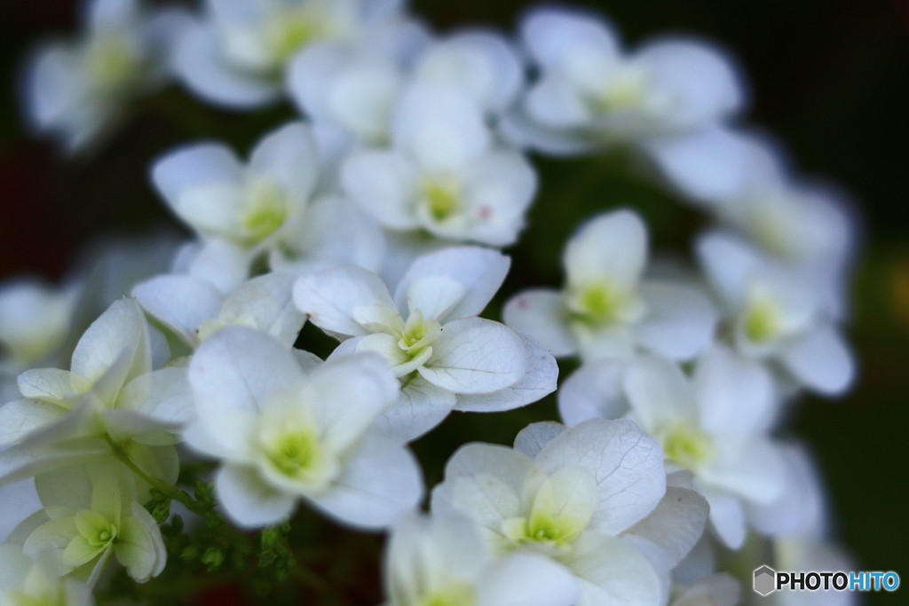 白い紫陽花
