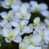 白い紫陽花