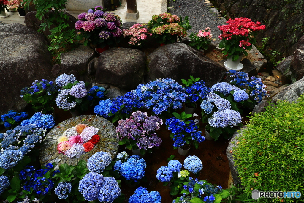 華の池