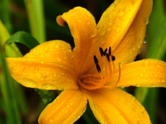 雨に濡れるユリ