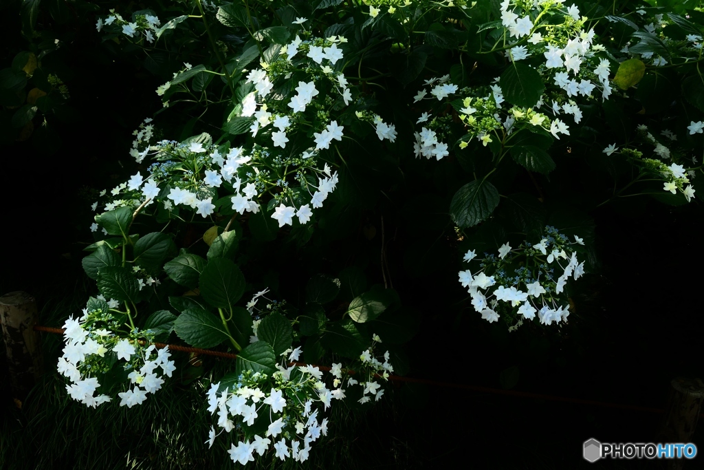 墨田の花火