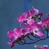 花水木見頃ー２