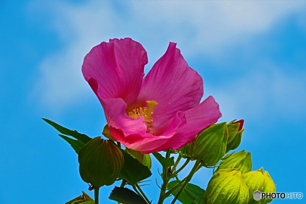 フヨウ（芙蓉）