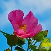 フヨウ（芙蓉）