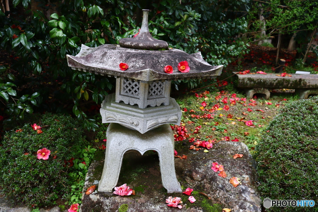 白毫寺の五色椿ー５